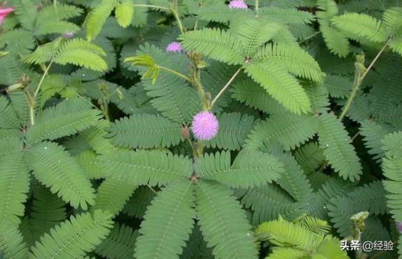 含羞草的资料介绍「含羞草的资料介绍 作文」